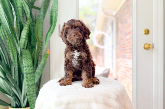 Cockapoo Pup Being Cute