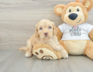 7 week old Cockapoo Puppy For Sale - Simply Southern Pups