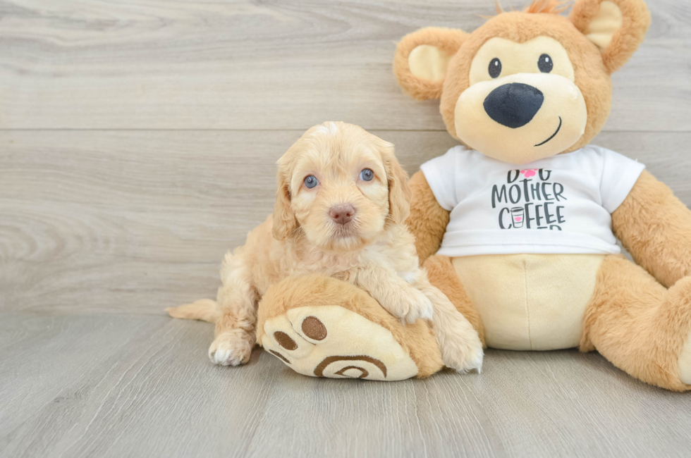 6 week old Cockapoo Puppy For Sale - Simply Southern Pups