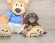 7 week old Cockapoo Puppy For Sale - Simply Southern Pups