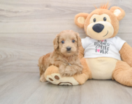 6 week old Cockapoo Puppy For Sale - Simply Southern Pups