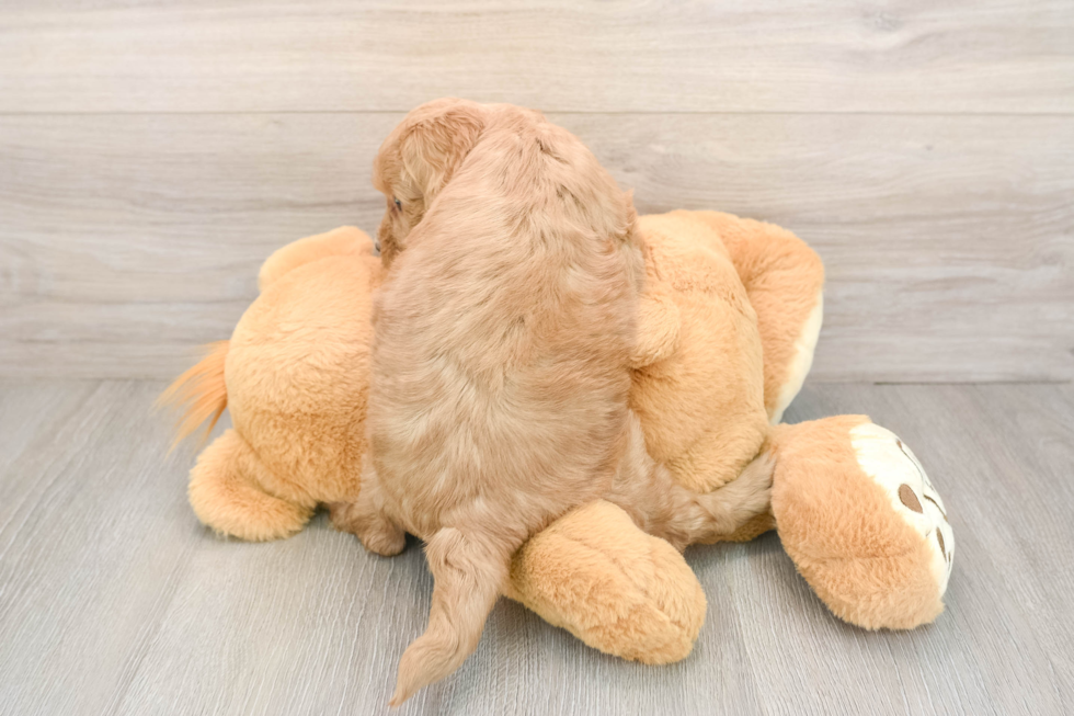 Cockapoo Pup Being Cute