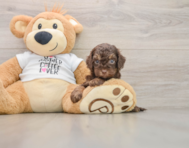 8 week old Cockapoo Puppy For Sale - Simply Southern Pups