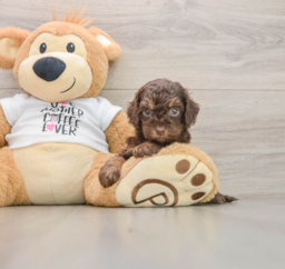 8 week old Cockapoo Puppy For Sale - Simply Southern Pups
