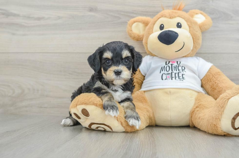 6 week old Cockapoo Puppy For Sale - Simply Southern Pups