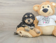 7 week old Cockapoo Puppy For Sale - Simply Southern Pups