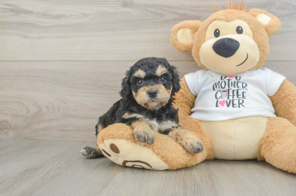 5 week old Cockapoo Puppy For Sale - Simply Southern Pups