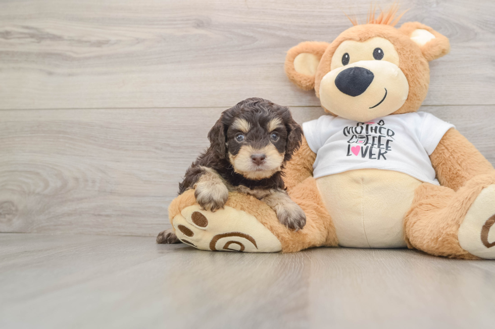 Cockapoo Pup Being Cute
