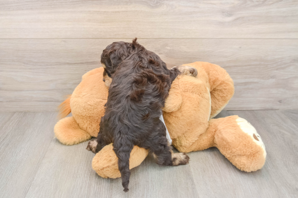 Cockapoo Pup Being Cute