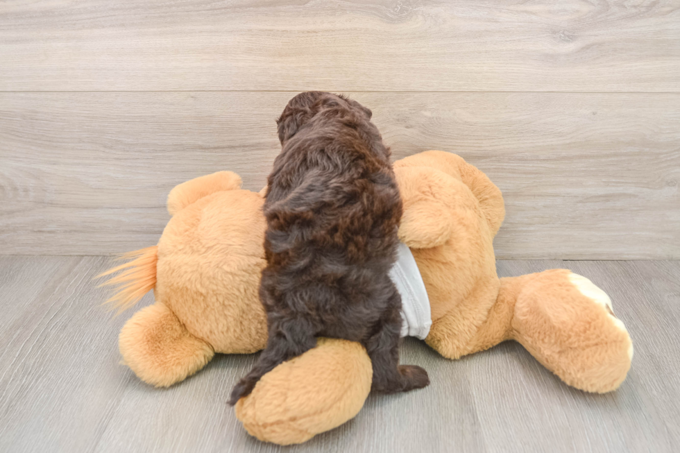 Popular Cockapoo Poodle Mix Pup