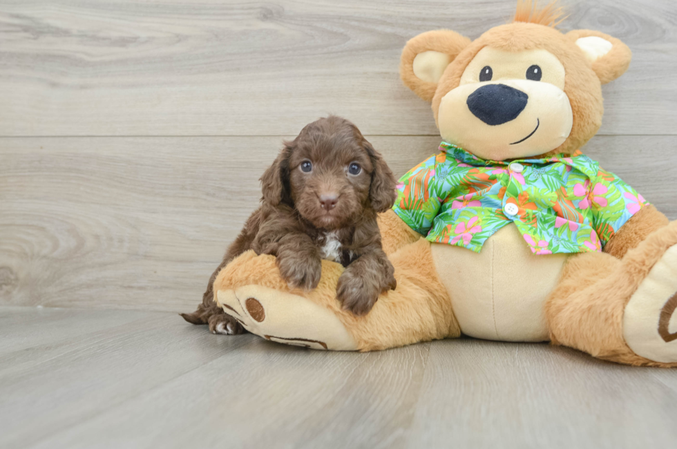 6 week old Cockapoo Puppy For Sale - Simply Southern Pups