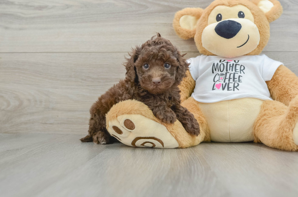 6 week old Cockapoo Puppy For Sale - Simply Southern Pups