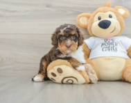 7 week old Cockapoo Puppy For Sale - Simply Southern Pups
