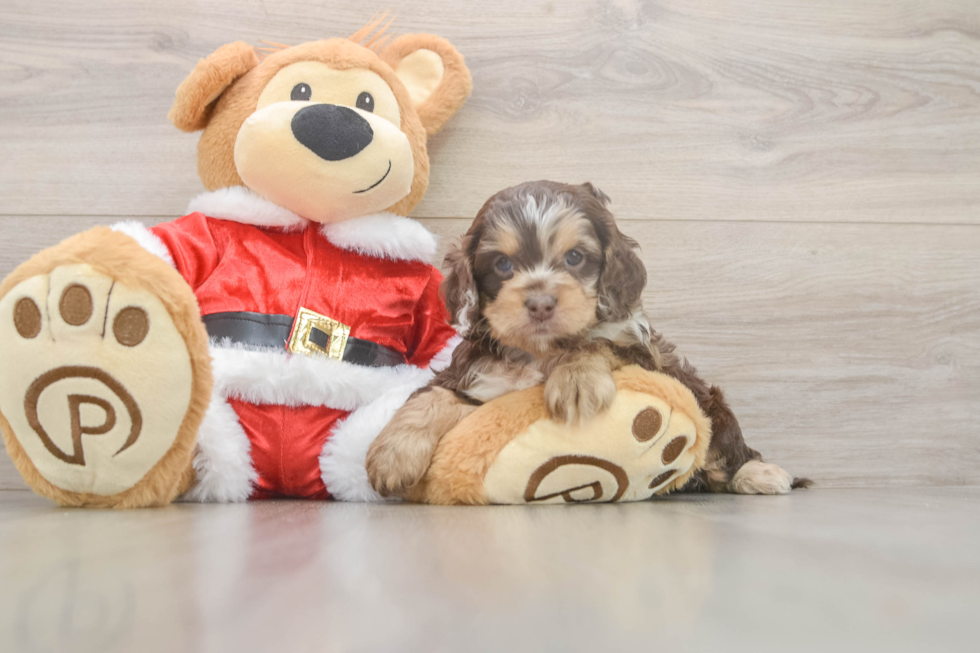 Cockapoo Pup Being Cute