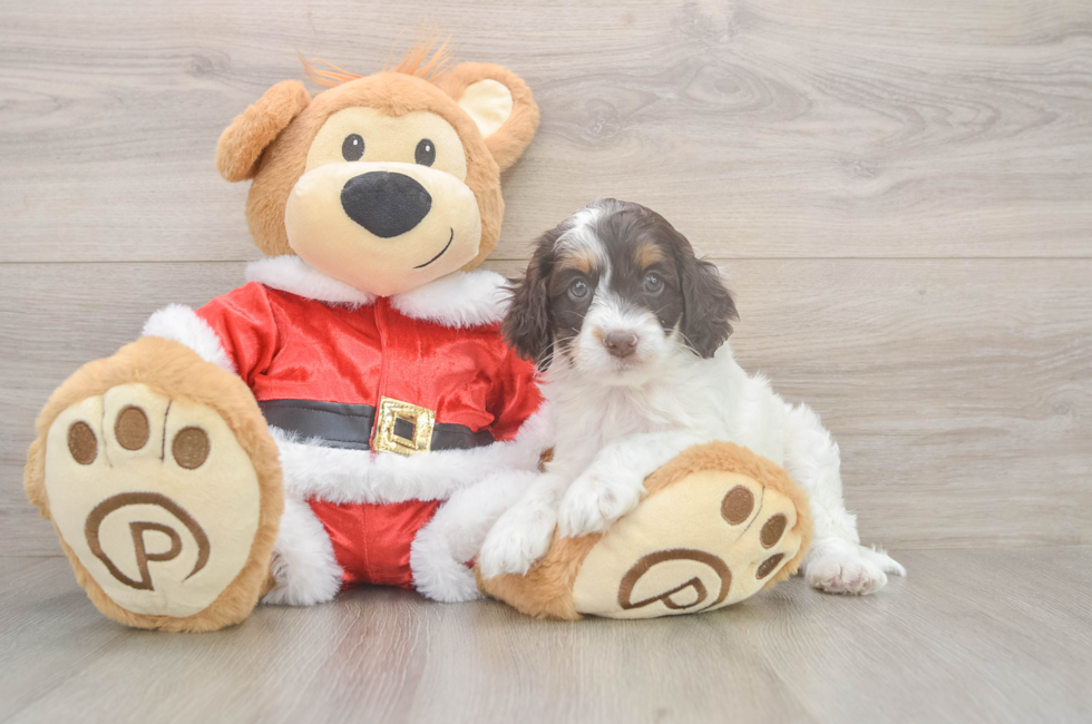 5 week old Cockapoo Puppy For Sale - Simply Southern Pups