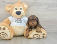 7 week old Cockapoo Puppy For Sale - Simply Southern Pups
