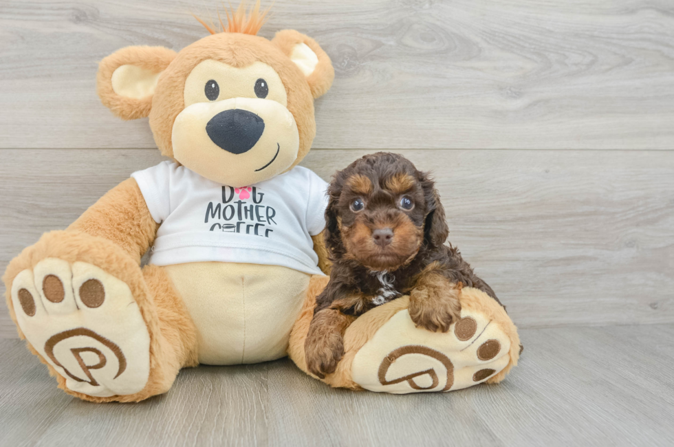 5 week old Cockapoo Puppy For Sale - Simply Southern Pups