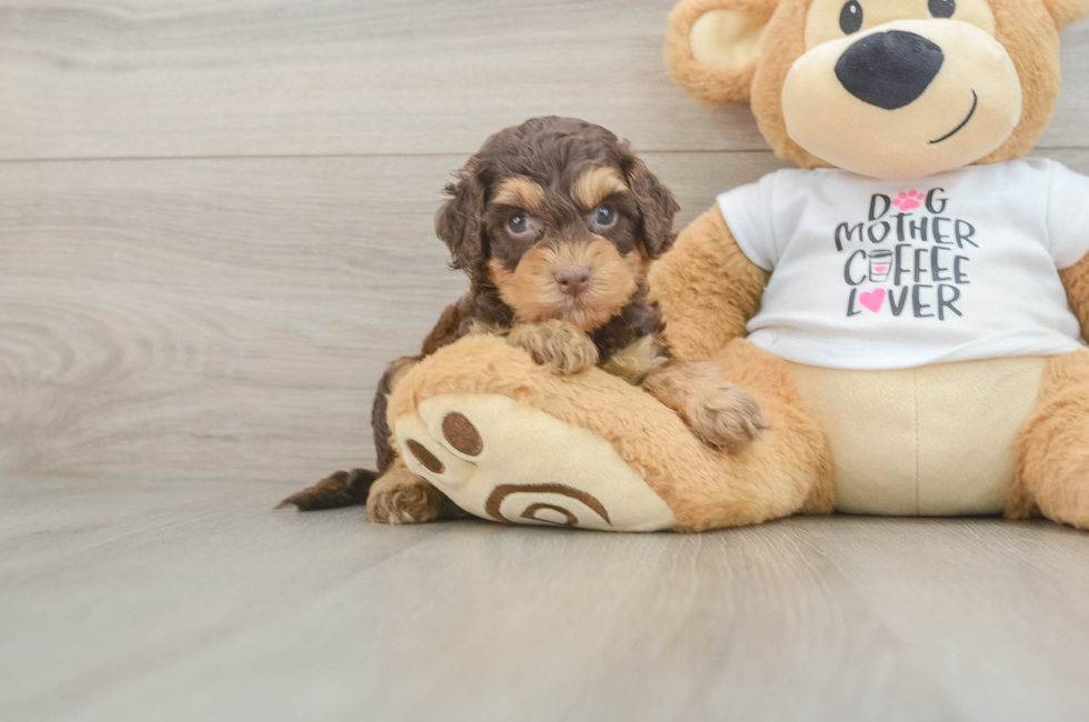 5 week old Cockapoo Puppy For Sale - Simply Southern Pups