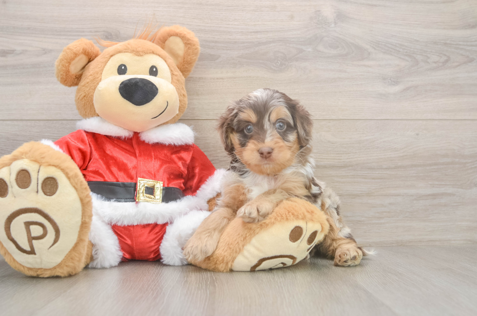 5 week old Cockapoo Puppy For Sale - Simply Southern Pups