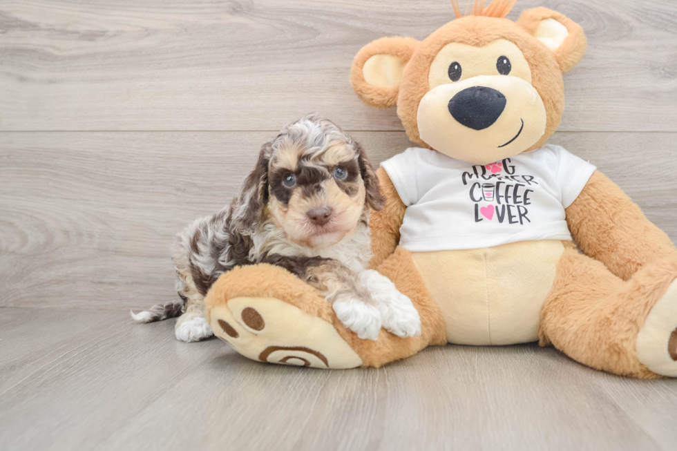Playful Cocker Doodle Poodle Mix Puppy