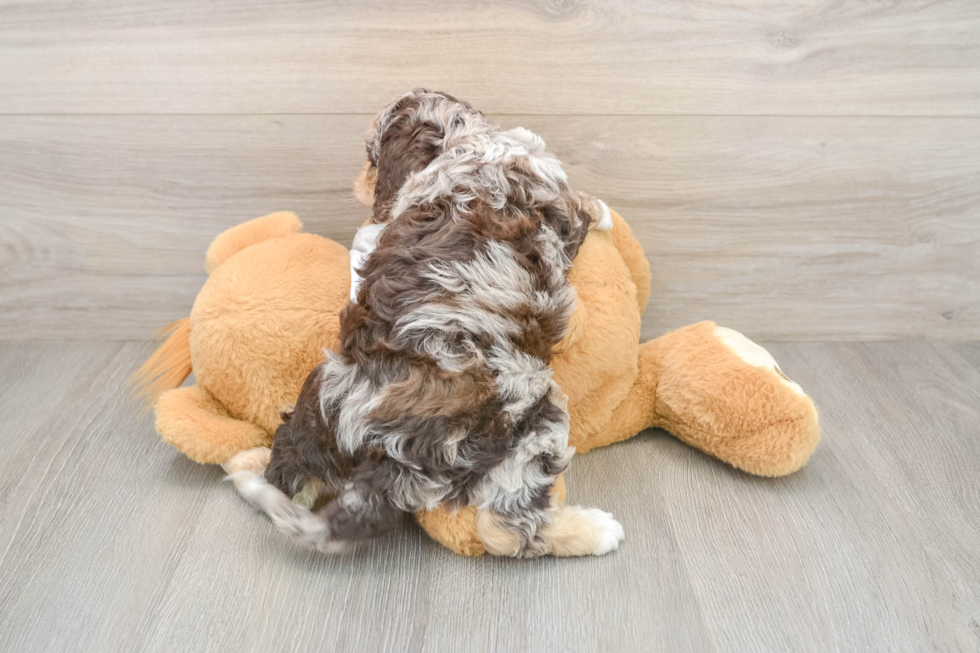 Sweet Cockapoo Baby