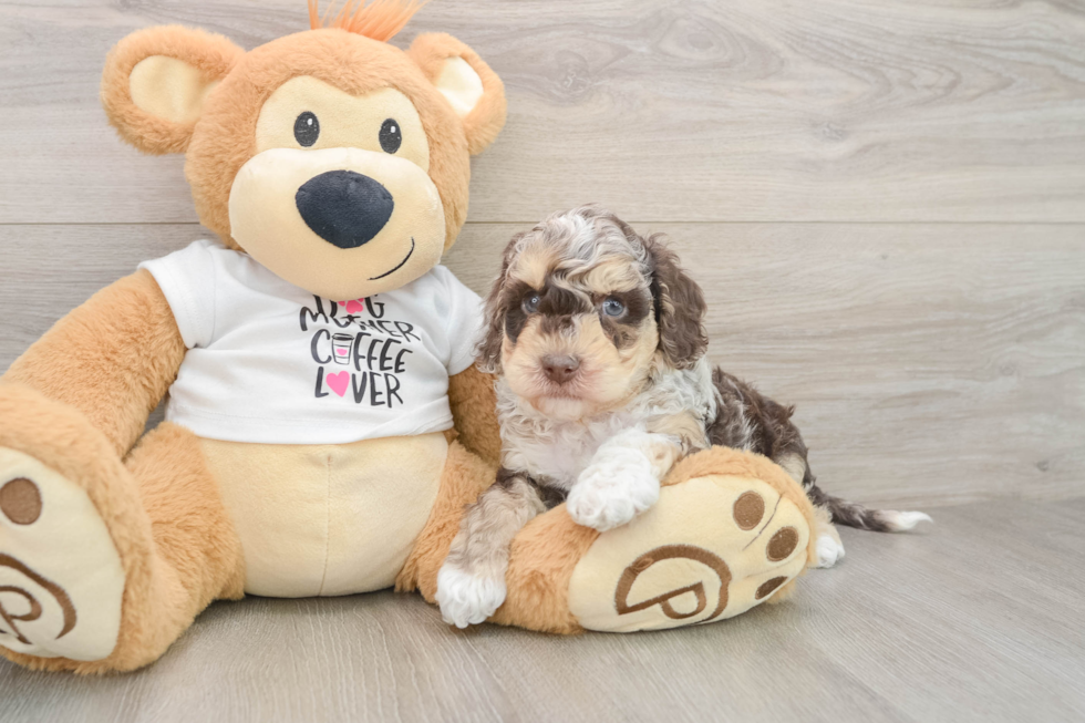 Energetic Cocker Doodle Poodle Mix Puppy