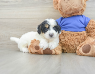 7 week old Cockapoo Puppy For Sale - Simply Southern Pups