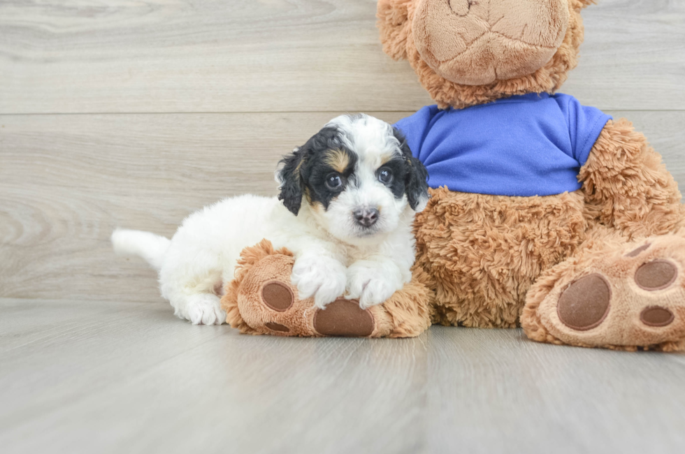 7 week old Cockapoo Puppy For Sale - Simply Southern Pups