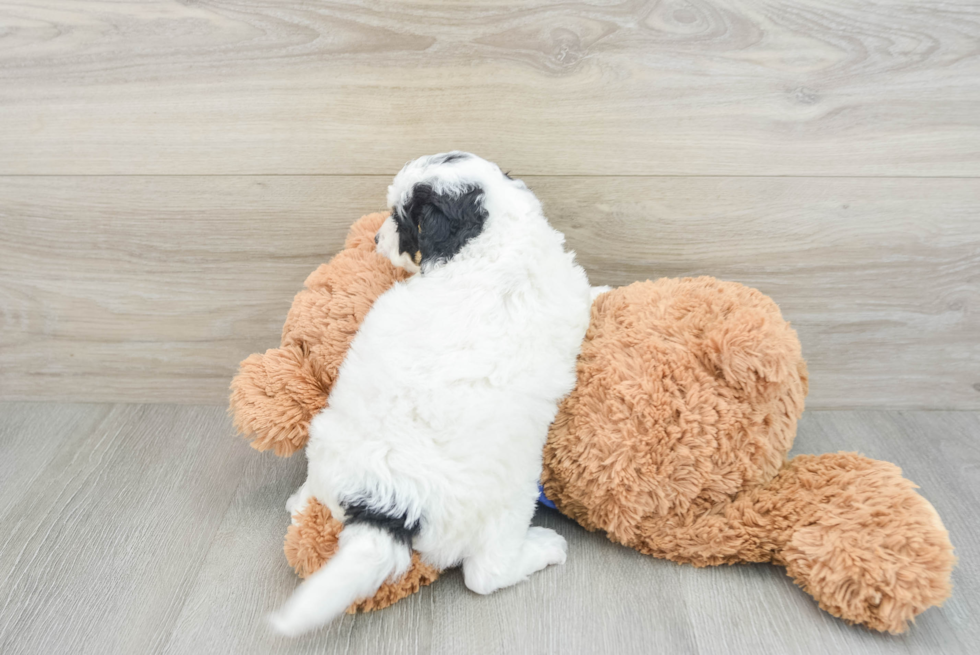 Fluffy Cockapoo Poodle Mix Pup