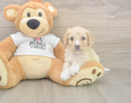 5 week old Cockapoo Puppy For Sale - Simply Southern Pups