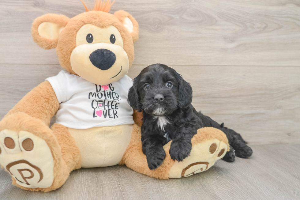 Cockapoo Puppy for Adoption