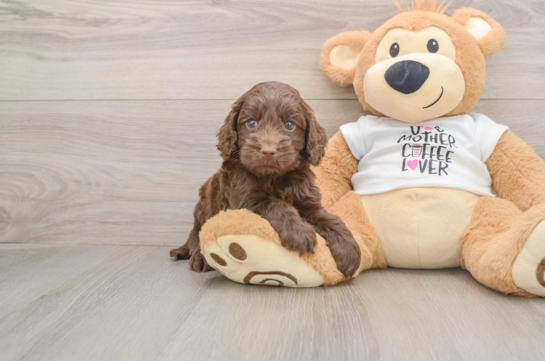 Cockapoo Pup Being Cute