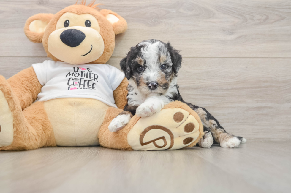 Cockapoo Puppy for Adoption