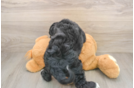 Playful Cocker Doodle Poodle Mix Puppy