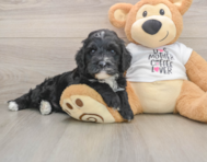 5 week old Cockapoo Puppy For Sale - Simply Southern Pups