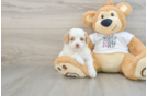 Fluffy Cockapoo Poodle Mix Pup