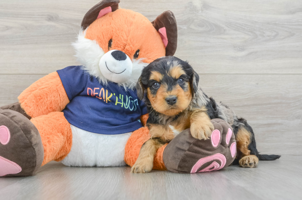 6 week old Cockapoo Puppy For Sale - Simply Southern Pups