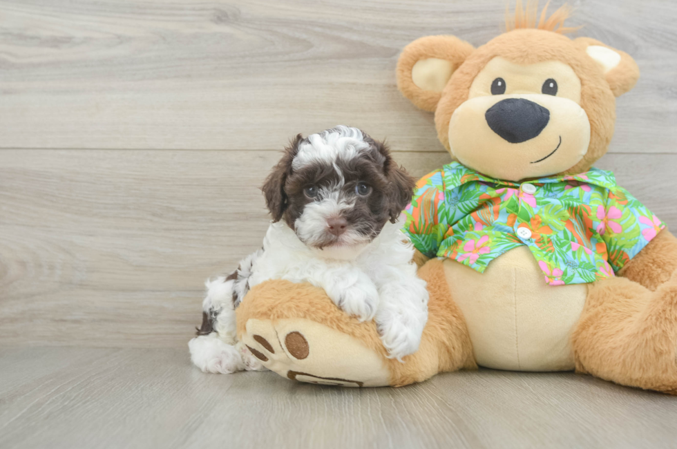 5 week old Cockapoo Puppy For Sale - Simply Southern Pups