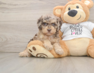 8 week old Cockapoo Puppy For Sale - Simply Southern Pups