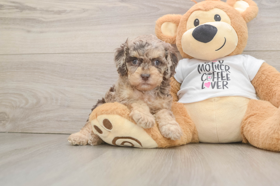 6 week old Cockapoo Puppy For Sale - Simply Southern Pups