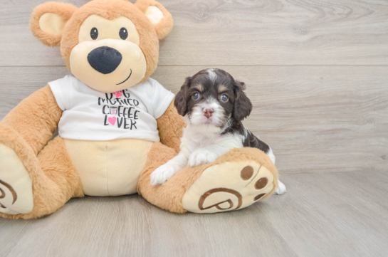 Popular Cockapoo Poodle Mix Pup
