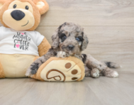5 week old Cockapoo Puppy For Sale - Simply Southern Pups