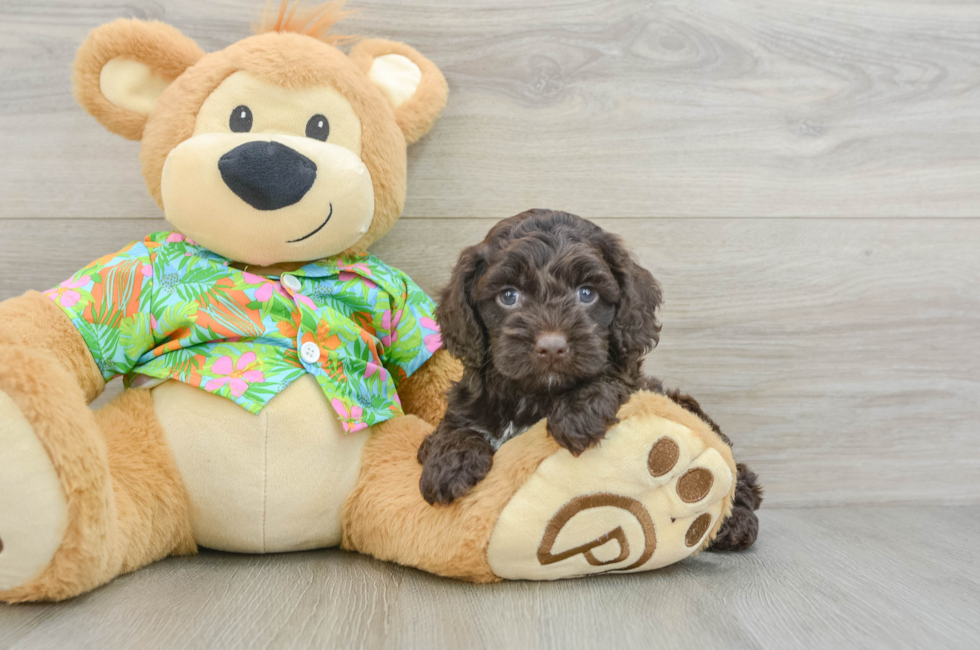 5 week old Cockapoo Puppy For Sale - Simply Southern Pups