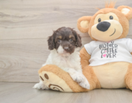 7 week old Cockapoo Puppy For Sale - Simply Southern Pups