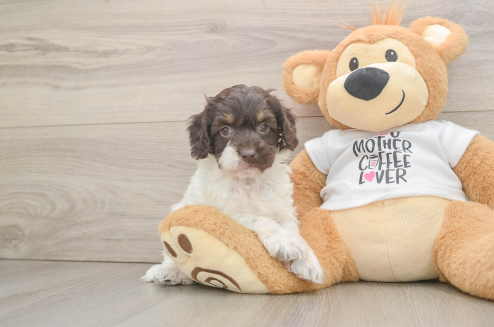 6 week old Cockapoo Puppy For Sale - Simply Southern Pups