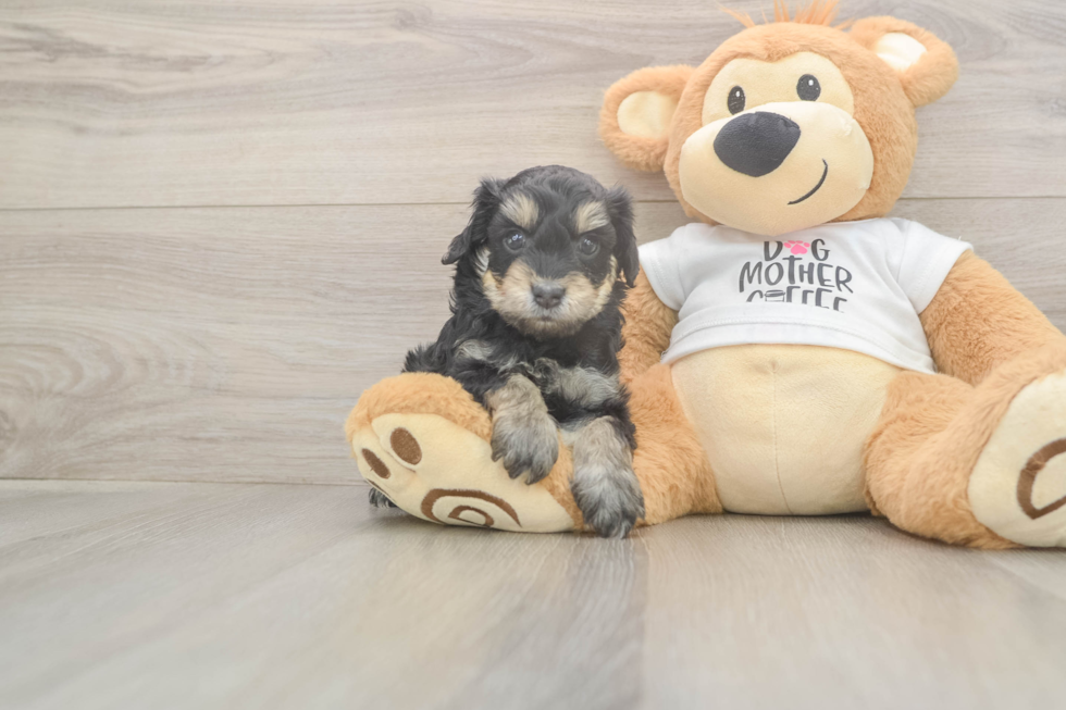 Cockapoo Pup Being Cute