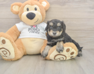 5 week old Cockapoo Puppy For Sale - Simply Southern Pups