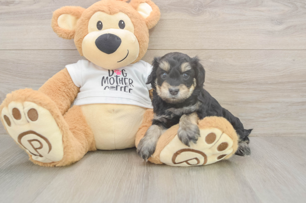 5 week old Cockapoo Puppy For Sale - Simply Southern Pups