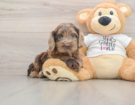 6 week old Cockapoo Puppy For Sale - Simply Southern Pups