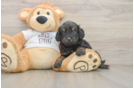 Small Cockapoo Baby